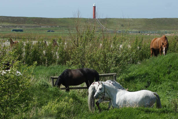 Reiten am Strand im Urlaub